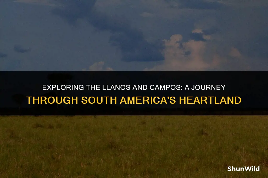what is llanos and campos