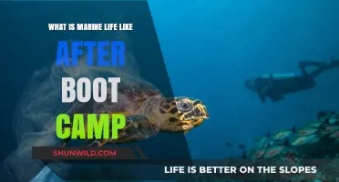 Life After Boot Camp: Exploring Marine Life's Challenges and Triumphs