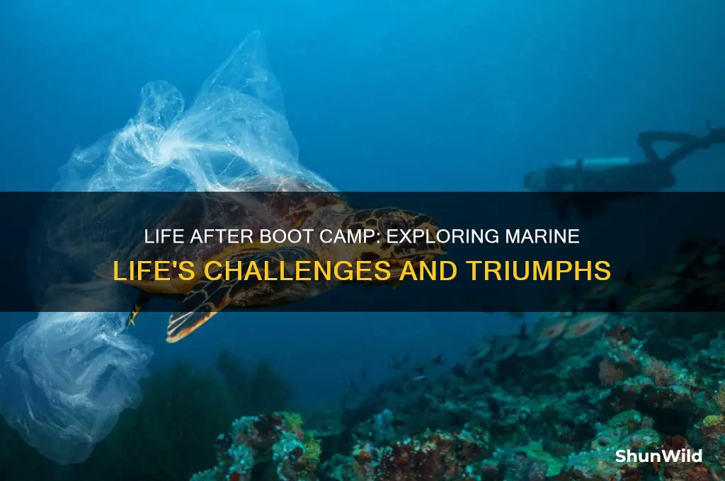 what is marine life like after boot camp