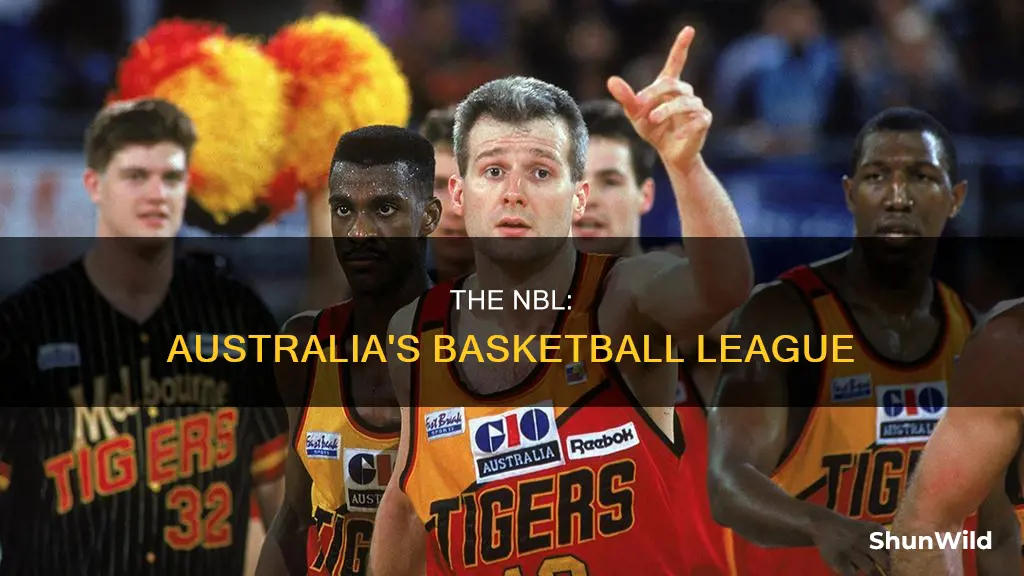what is nbl basketball