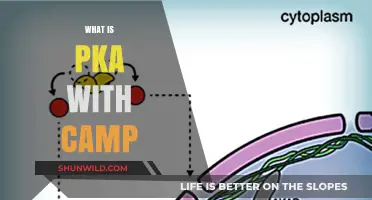 Exploring the Intricacies of pKa and cAMP in Biochemistry
