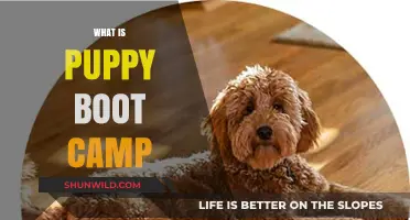 Puppy Boot Camp: Transforming Your Pup's Behavior and Obedience