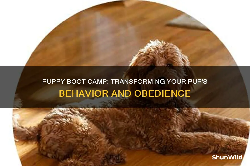 what is puppy boot camp