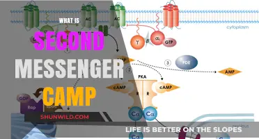 Exploring Second Messenger Camp: A Deep Dive into Cellular Communication