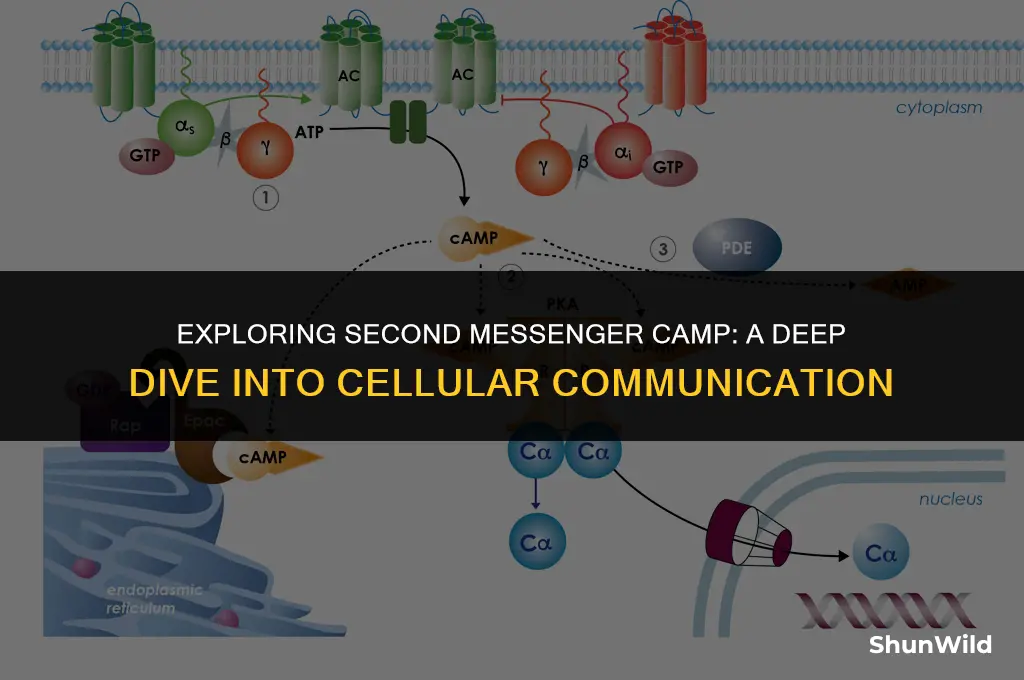 what is second messenger camp