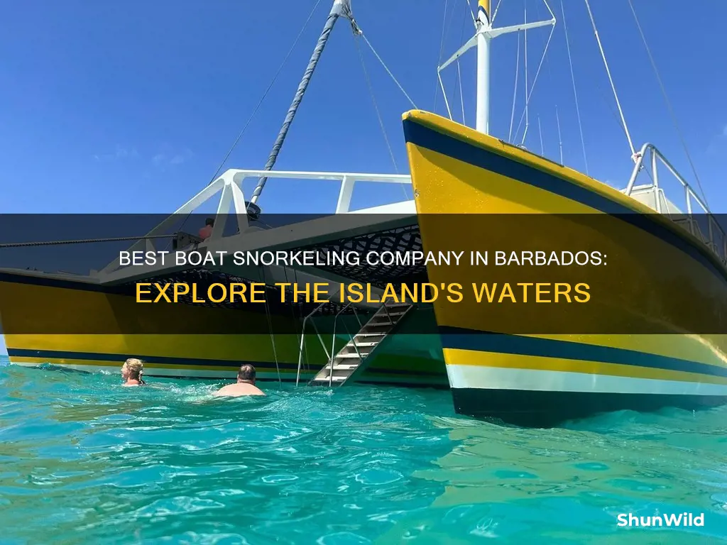 what is the best boat snorkeling company in barbados