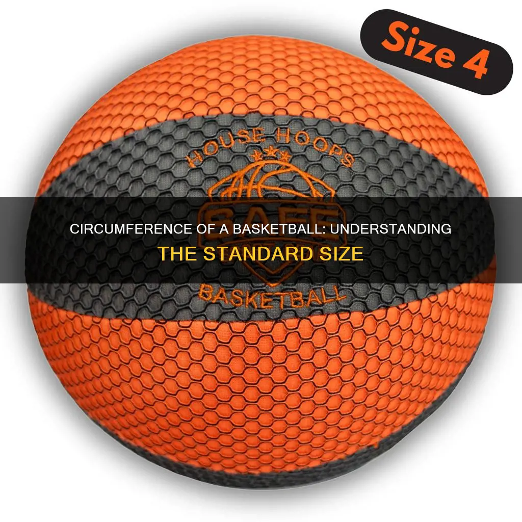 what is the circumference of a basketball