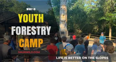 Exploring Nature: A Journey Through Youth Forestry Camps
