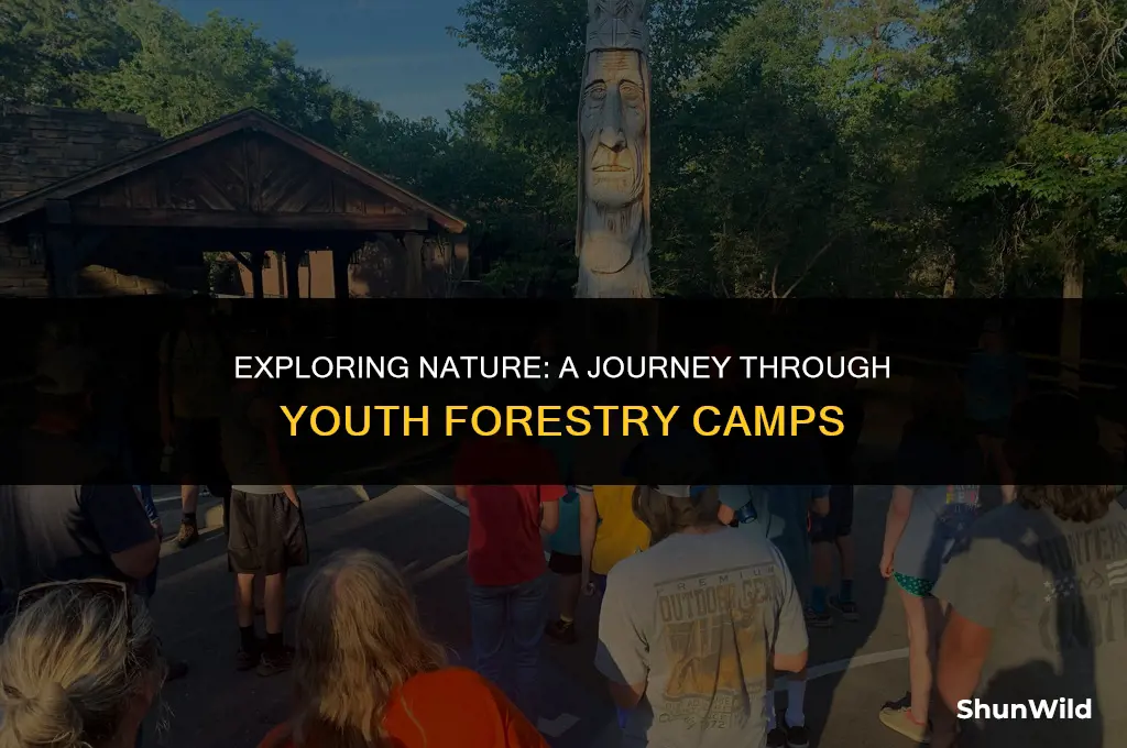 what is youth forestry camp