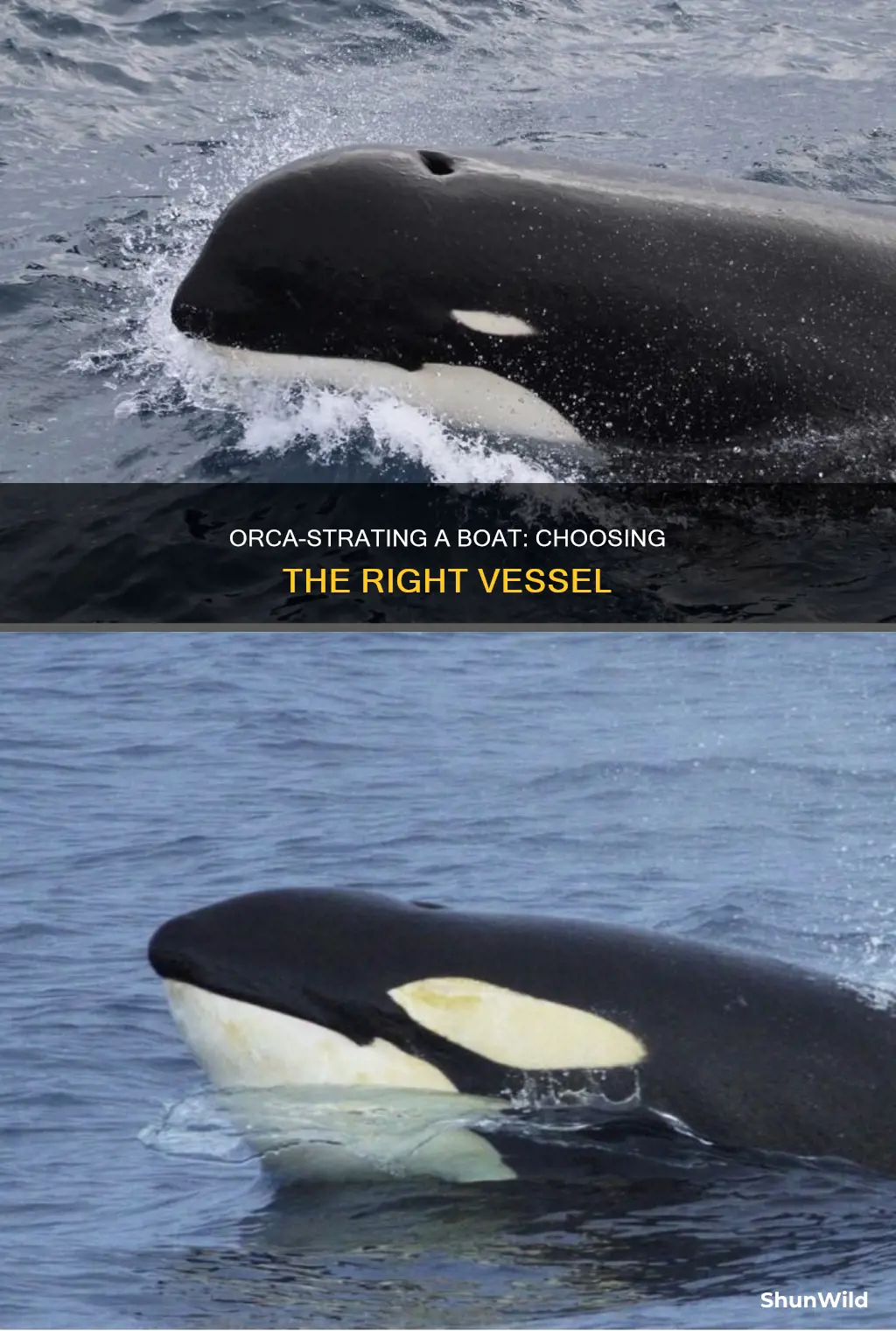 what kind boat orca