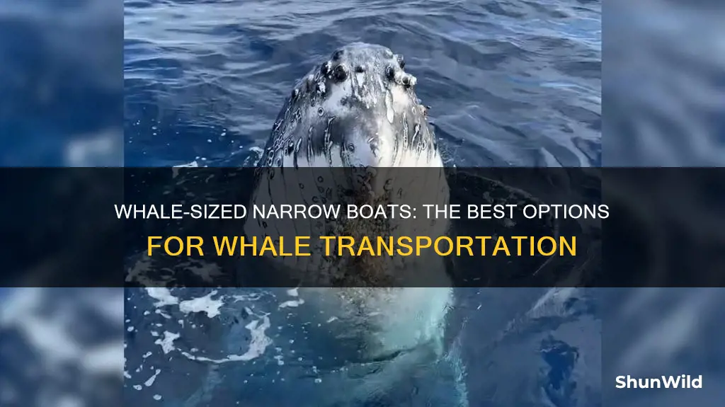 what kind of narrow boat for whales