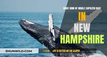 Whale Capsizes Boat in New Hampshire: What Happened?