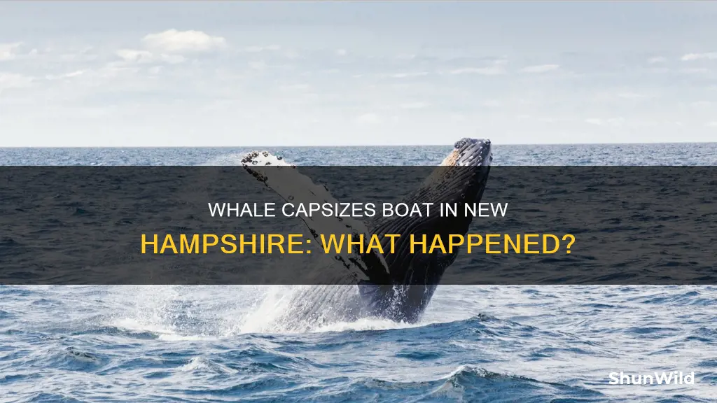 what kind of whale capsized boat in new hampshire