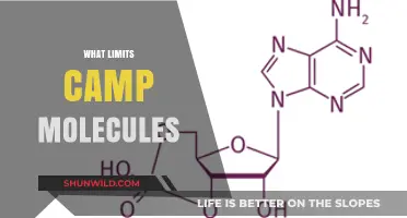 Exploring the Boundaries: What Limits Camp Molecules?