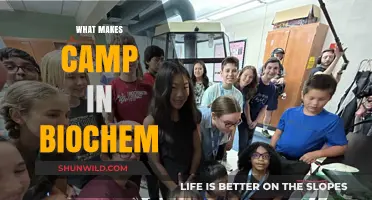 Exploring the Biochemical Foundations of Summer Camp Experiences