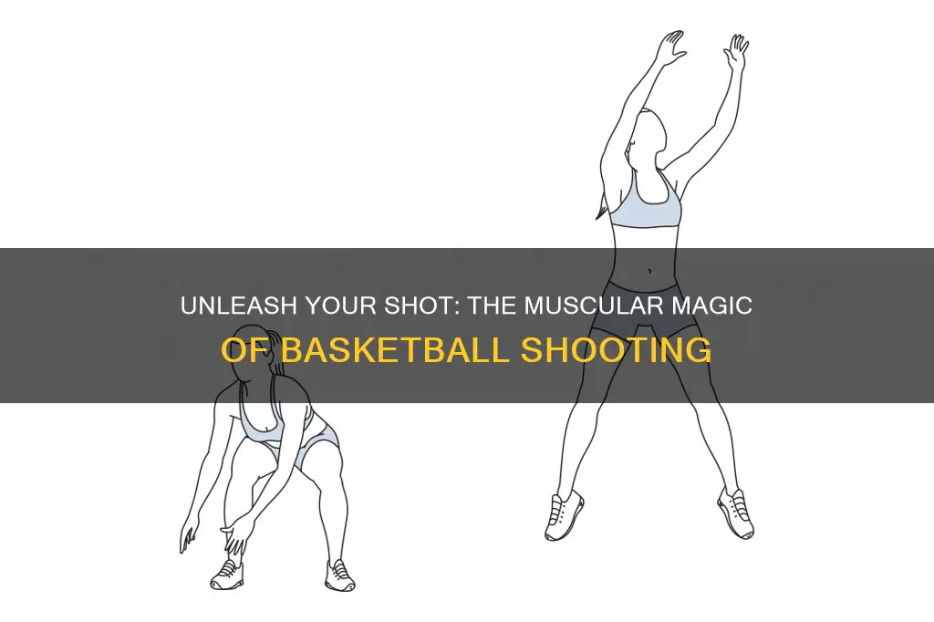 what muscels do you use when shooting a basketball