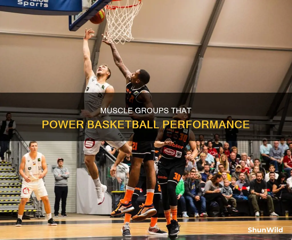 what muscle groups are used in basketball