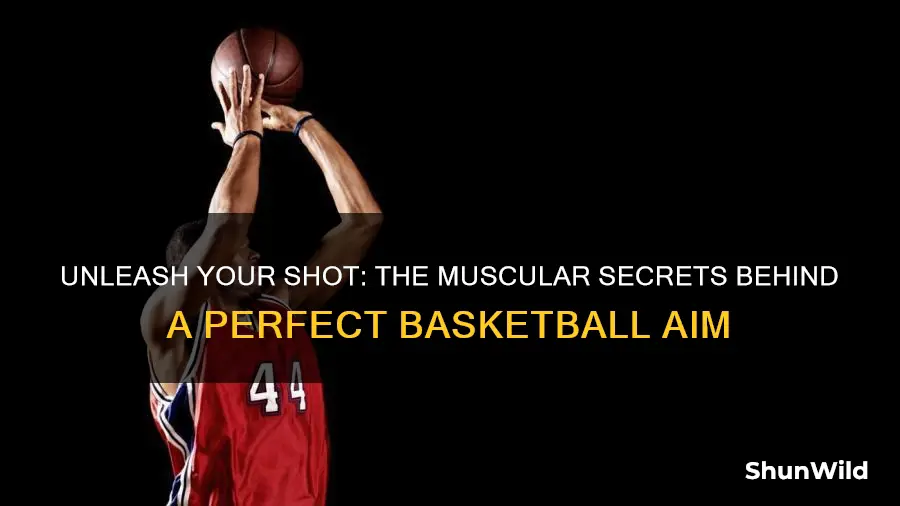 what muscles are used in a basketball shot