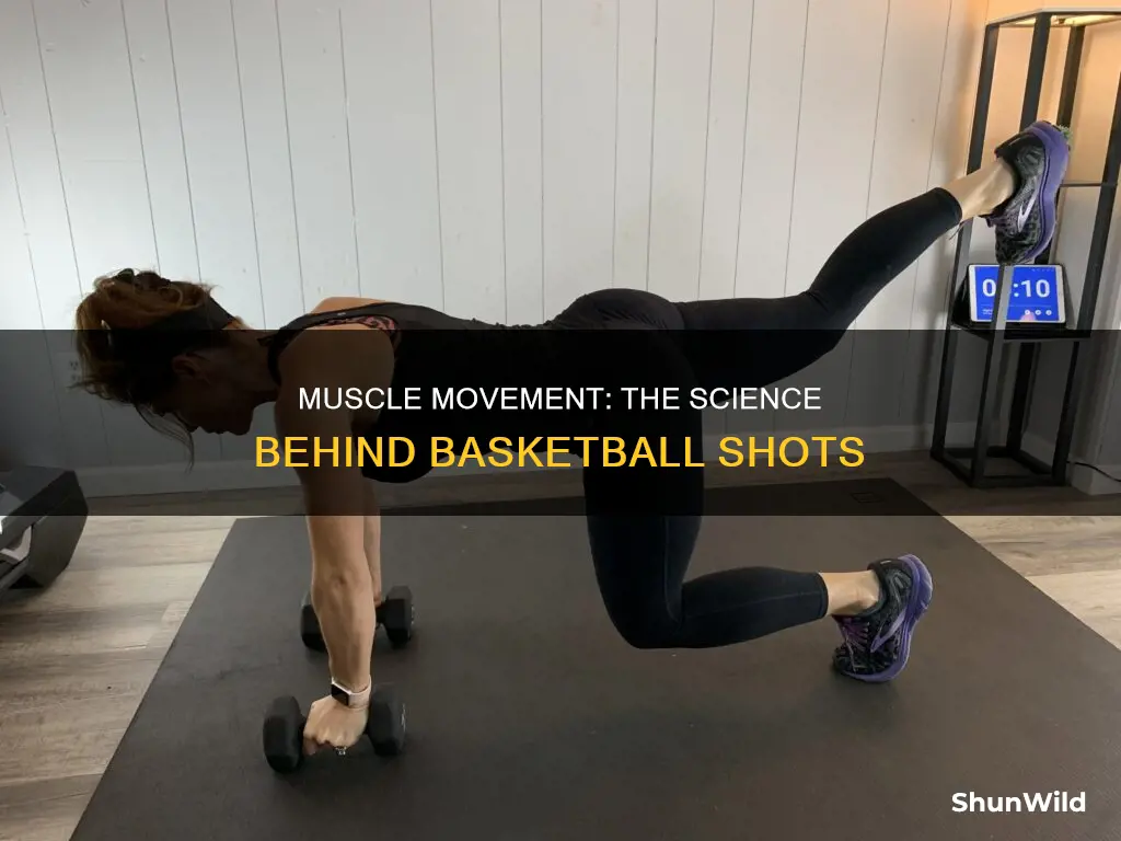 what muscles are used in a basketball shot