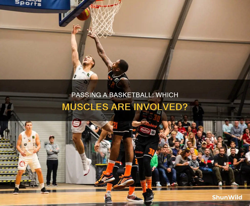 what muscles are used when passing a basketball