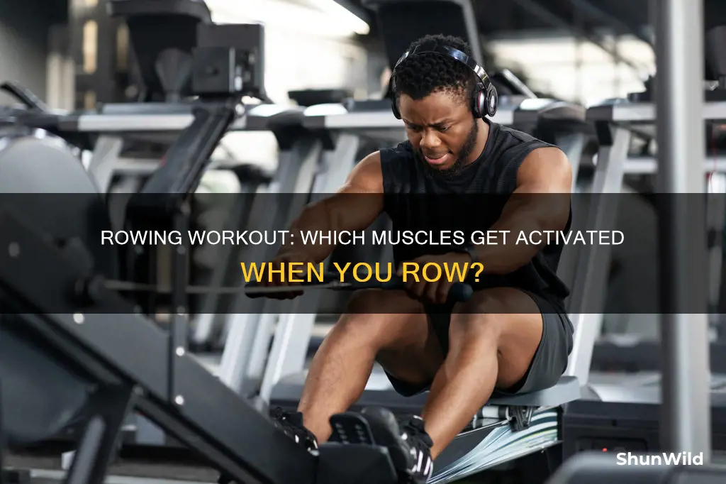 what muscles worked by row boat