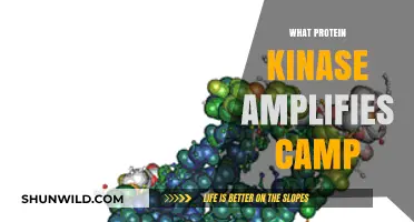 Unveiling the Role of Protein Kinase A in cAMP Amplification