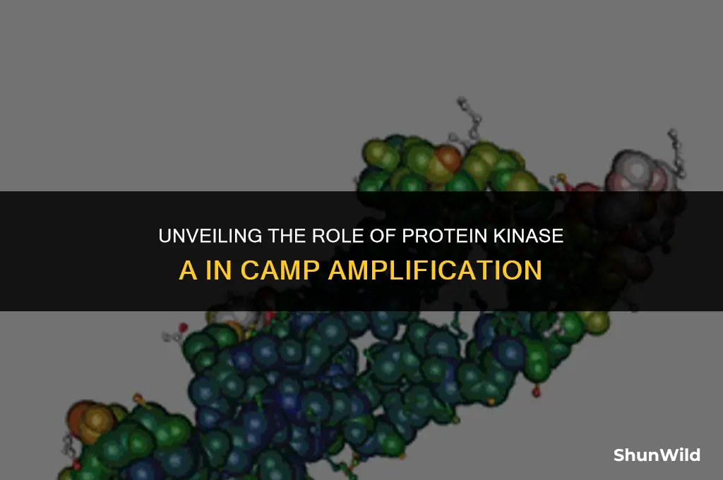 what protein kinase amplifies camp
