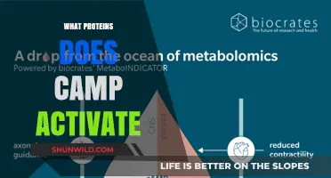 Unveiling the Powerhouse Proteins Activated by cAMP