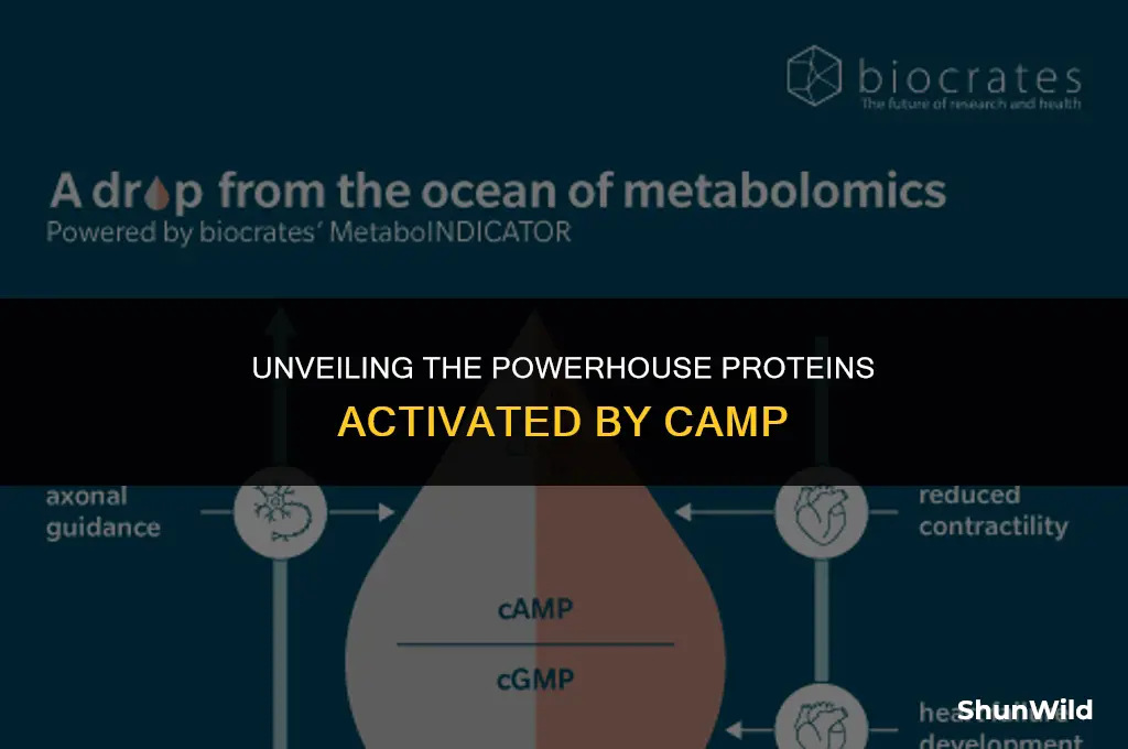 what proteins does camp activate