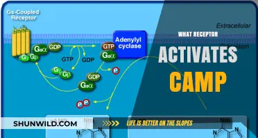 Unveiling the Role of Adenylate Cyclase in cAMP Activation