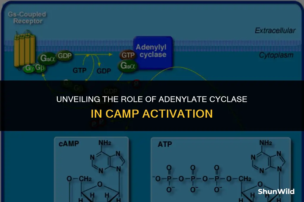 what receptor activates camp