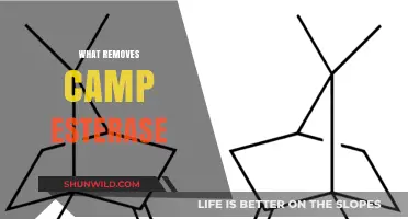 Natural Remedies to Remove Camphor Enzyme: A Comprehensive Guide