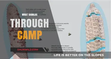 Decoding the Wilderness: Unveiling Nature's Hidden Signals at Camp