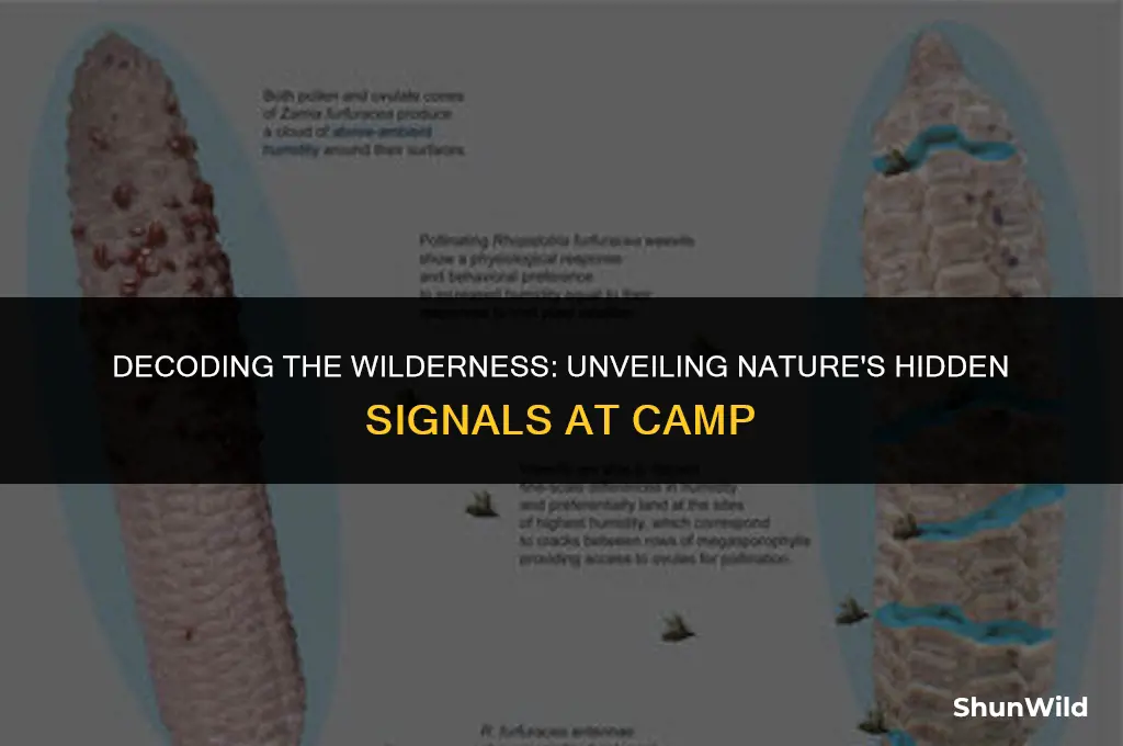 what signlas through camp