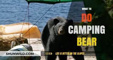 Bear Safety 101: Essential Tips for a Worry-Free Camping Trip