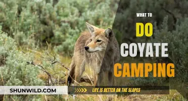 Wilderness Wisdom: Coyote-Safe Camping Strategies for Nature Enthusiasts