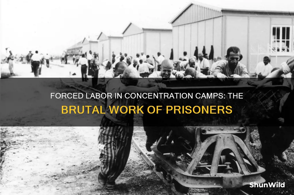 what work did opeople do in concentration camps