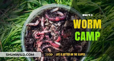 Exploring the Intricacies of Worm Camps: A Beginner's Guide