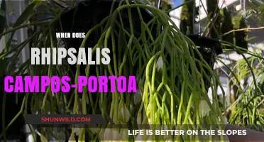 Blooming Beauty: When Does Rhipsalis campos-portoana Flourish?