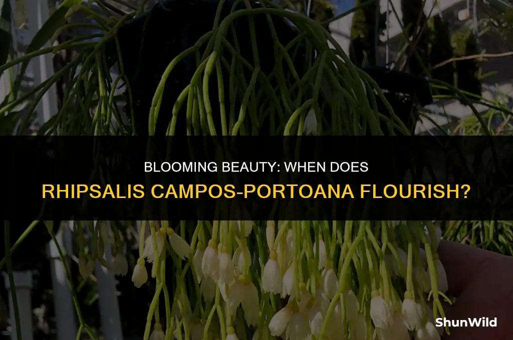 when does rhipsalis campos-portoana