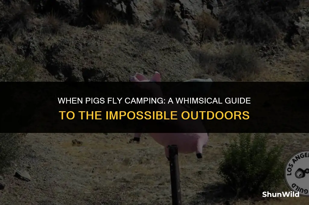 when pigs fly camping