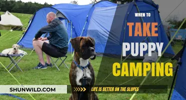 Paws and Reflect: The Perfect Time to Take Your Puppy Camping