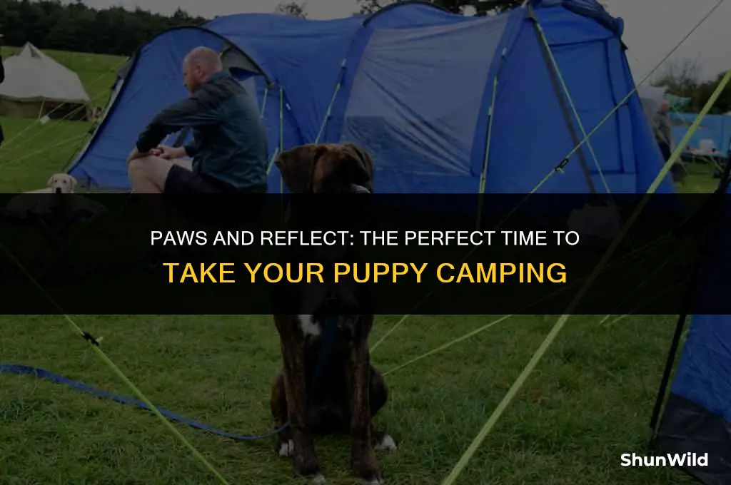 when to take puppy camping
