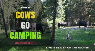 Bovine Adventures: Unveiling the Best Campsites for Cows