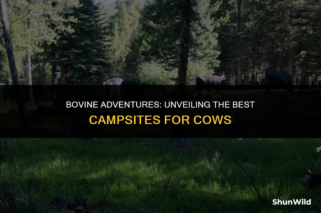 where do cows go camping