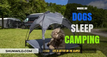 Where Do Dogs Sleep Camping: Tips for a Comfortable Outdoor Adventure