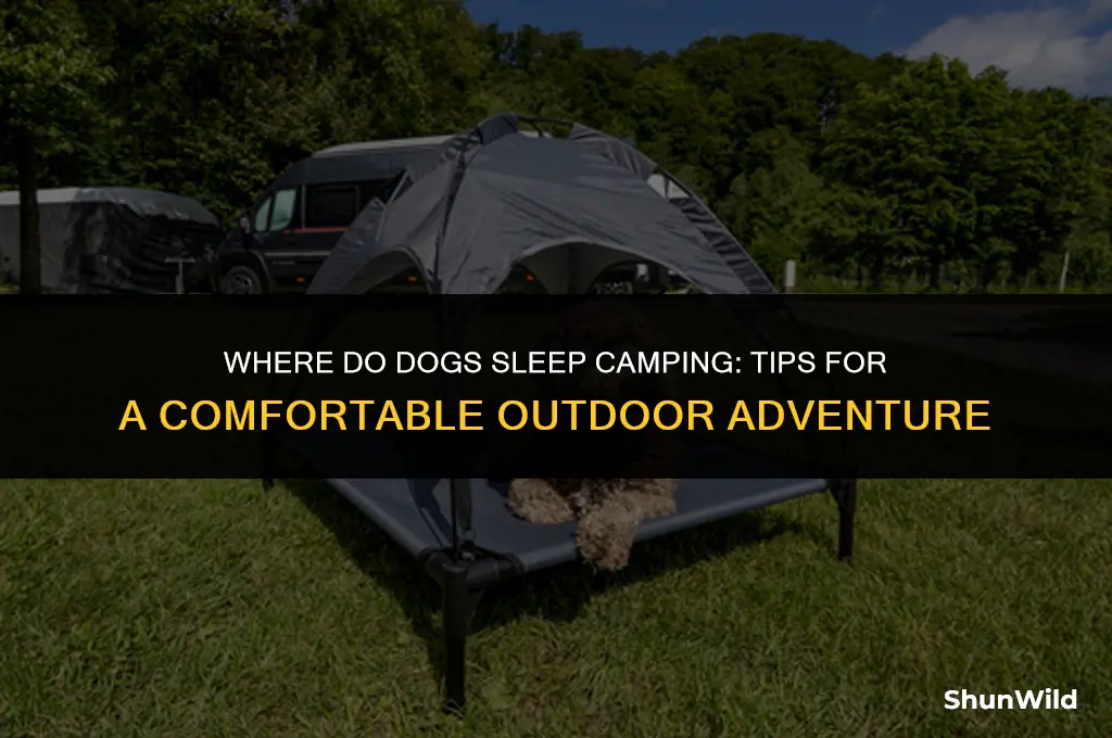 where do dogs sleep camping