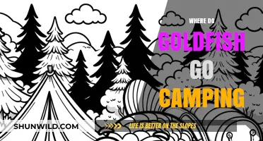 Where Do Goldfish Go Camping: A whimsical exploration of aquatic adventures