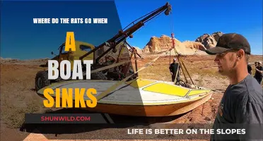 Rat's Tale: When a Boat Sinks, Where Do They Go?