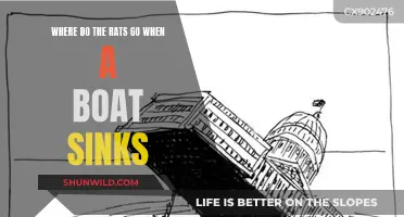 The Mystery of Rats' Escape from Sunken Ships